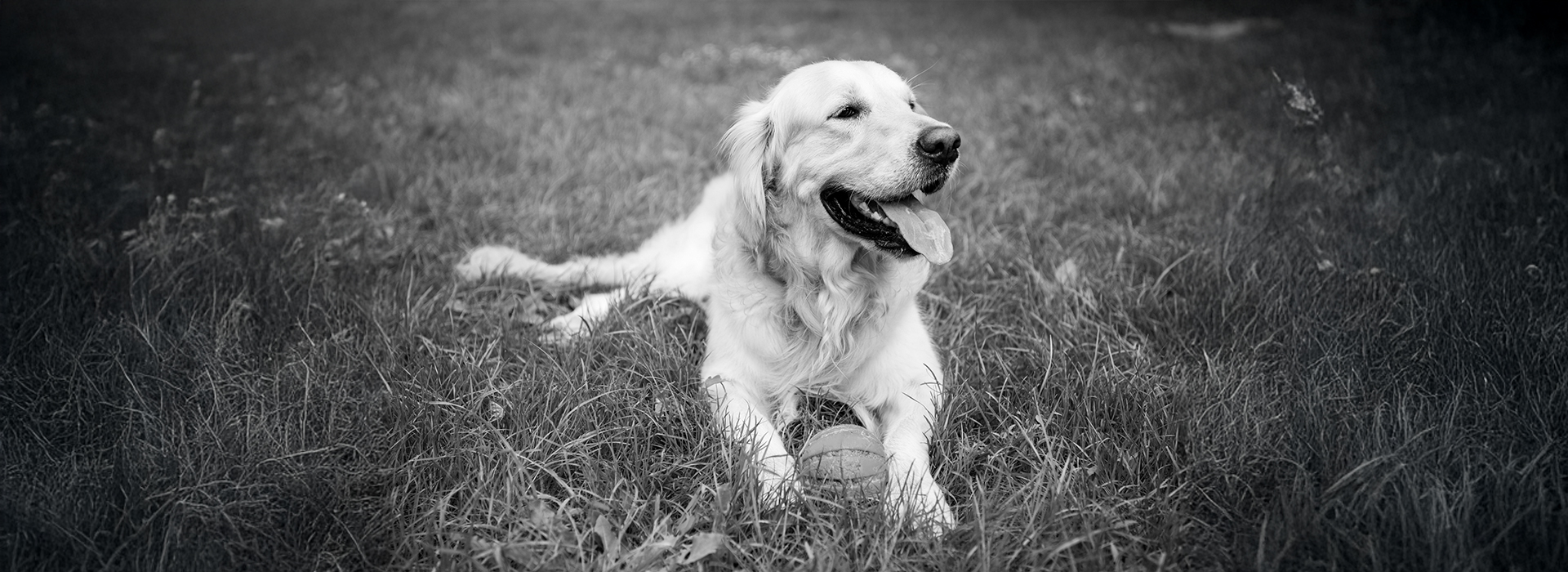 Foto von AllaSerebrina